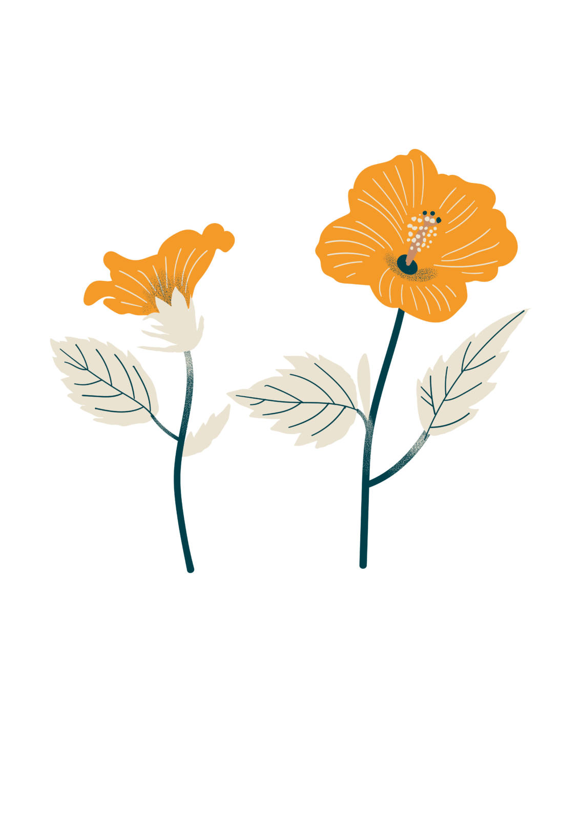 Fleurs d'Hibiscus bio (vrac)